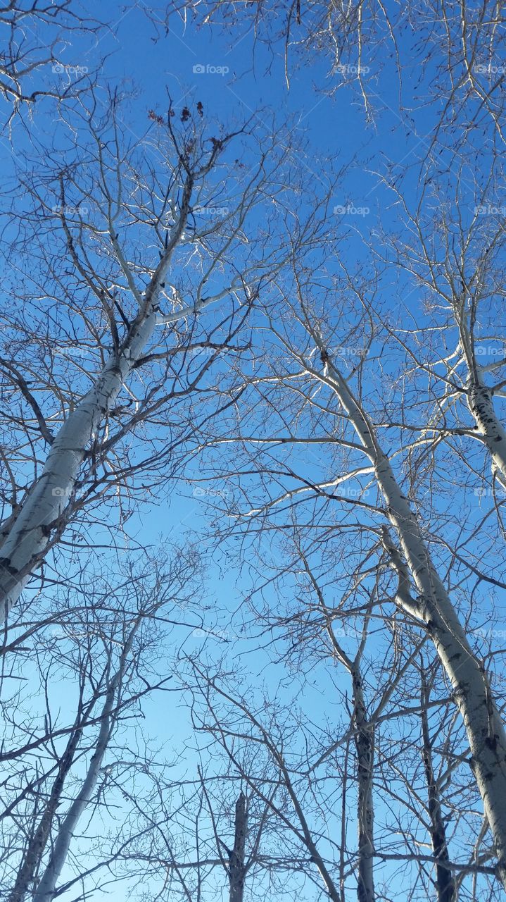 looking up in a forest