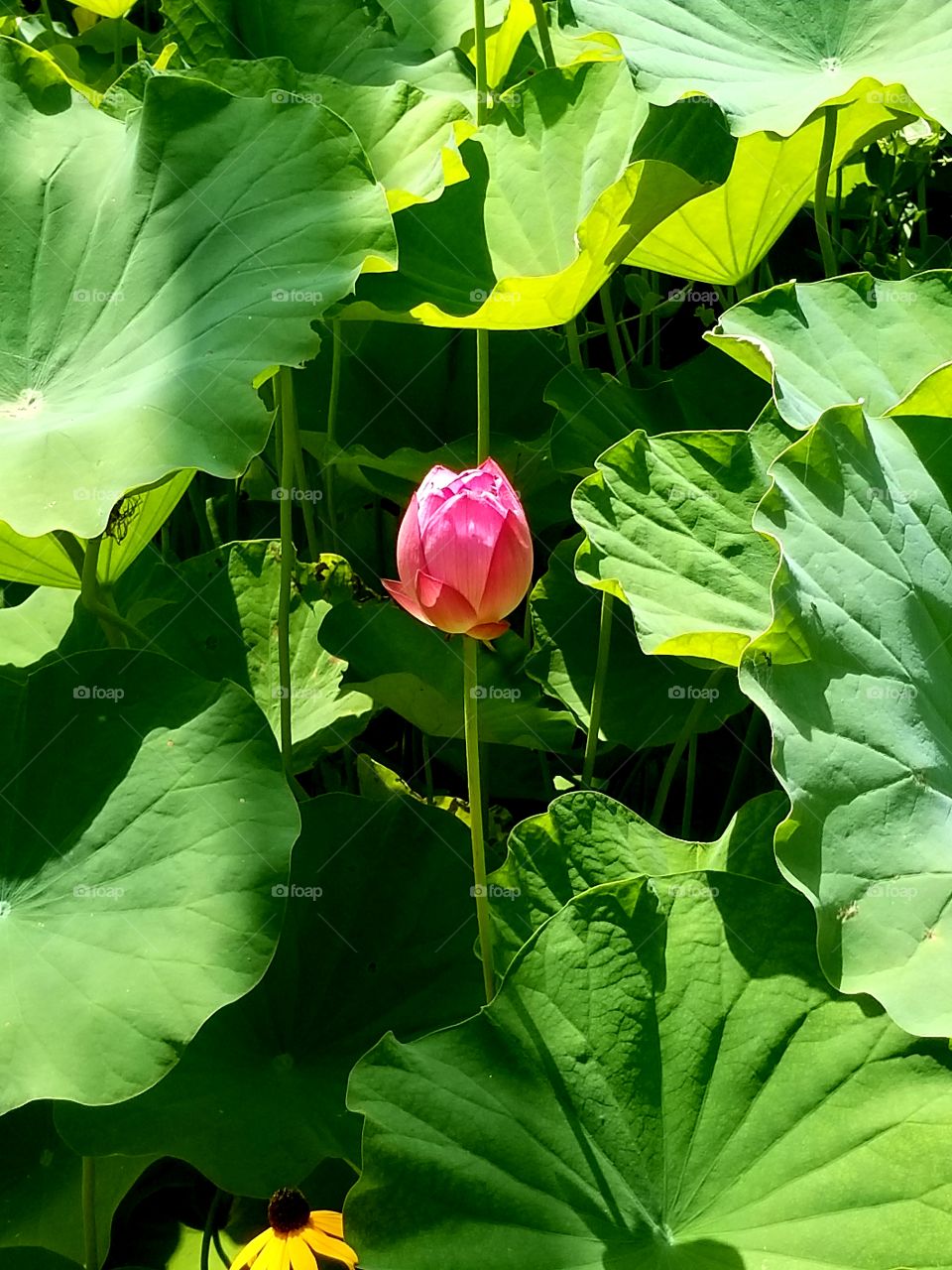 Pink flower in middle of green leaves