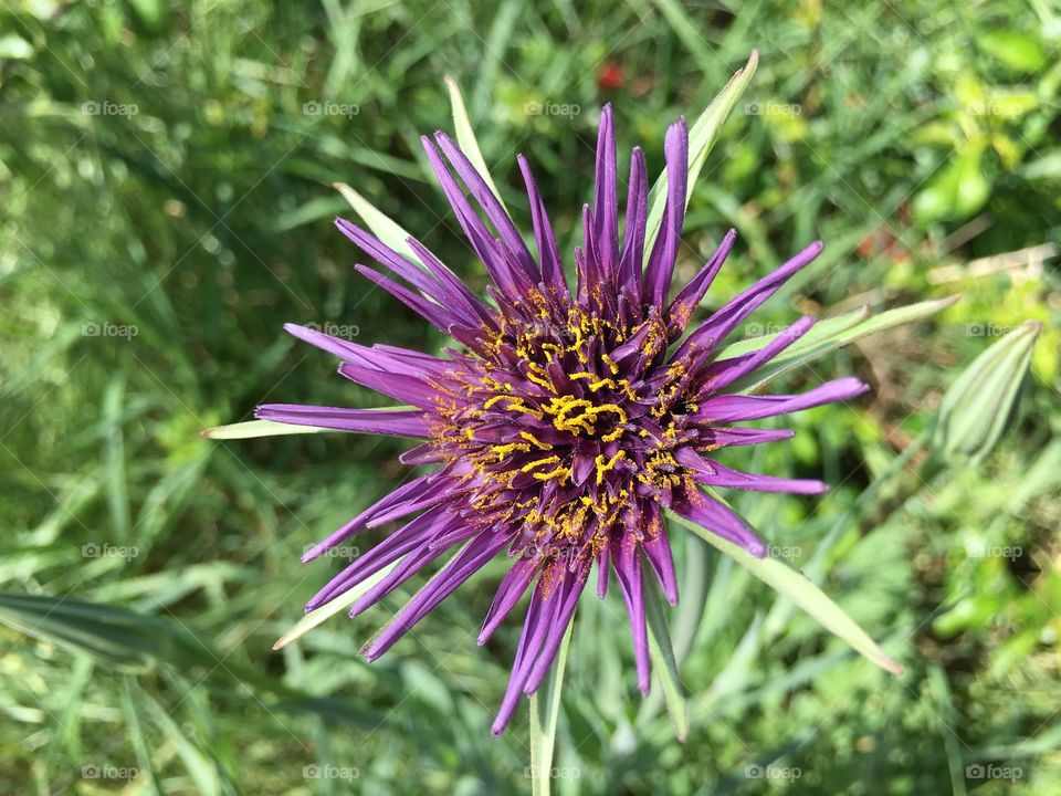 Purple flower blooming at outdoors