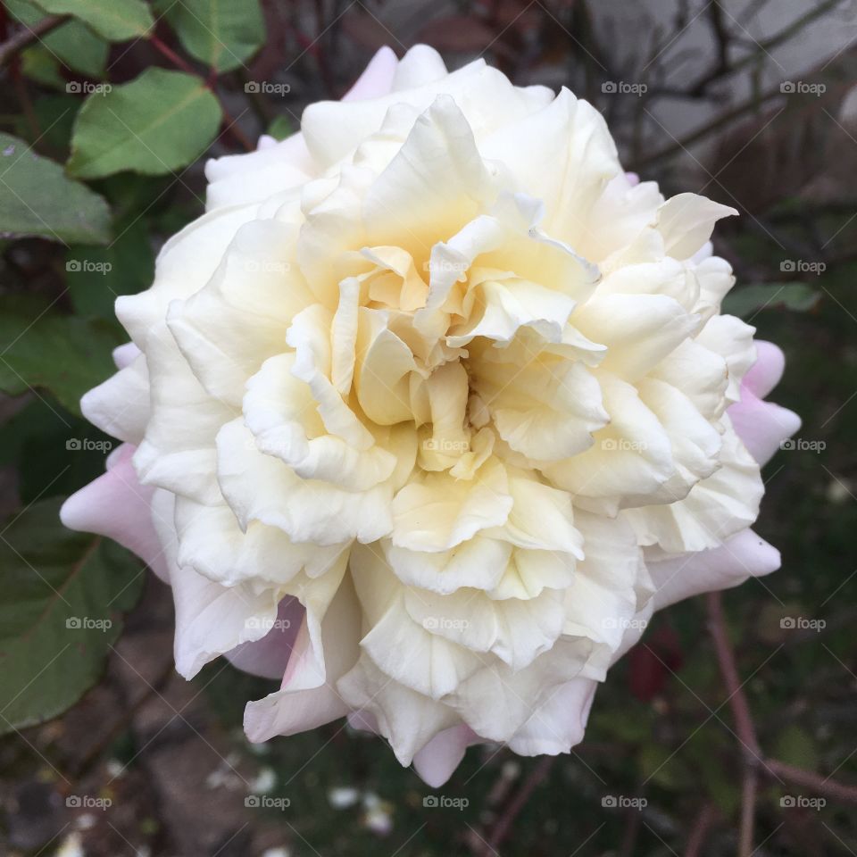 🇺🇸 A delicate rose shows us the beauty in the simplicity of nature.  And those borders so well delineated? / 🇧🇷 Uma delicada rosa nos mostra a beleza na simplicidade da natureza. E essas bordas tão bem delineadas?