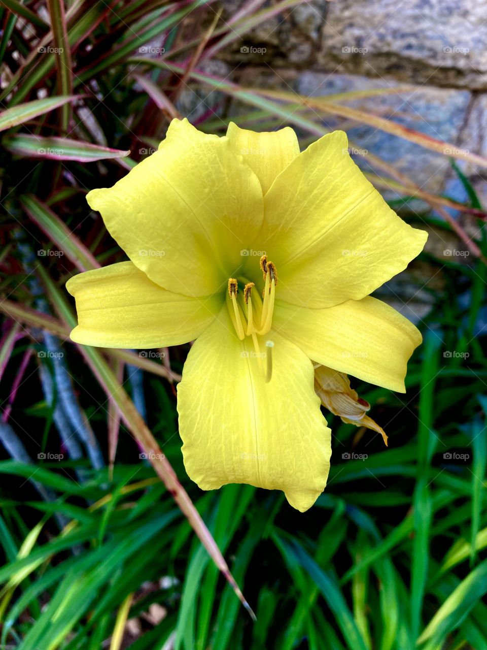 🌹 🇺🇸 Very beautiful flowers to brighten our day.  Live nature and its beauty. Did you like the delicate petals? / 🇧🇷 Flores muito bonitas para alegrar nosso dia. Viva a natureza e sua beleza. Gostaram das pétalas delicadas? 