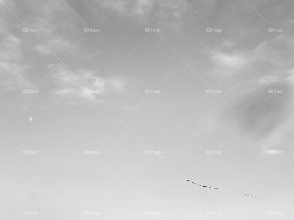 Kite flies in the sky