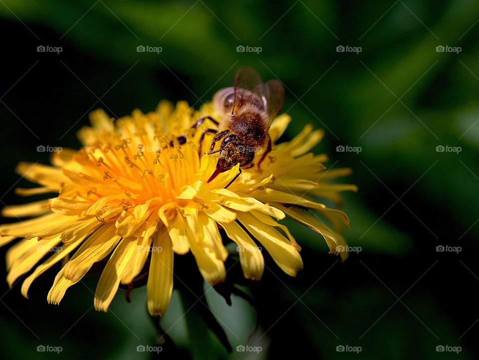 bee on dandelion flower