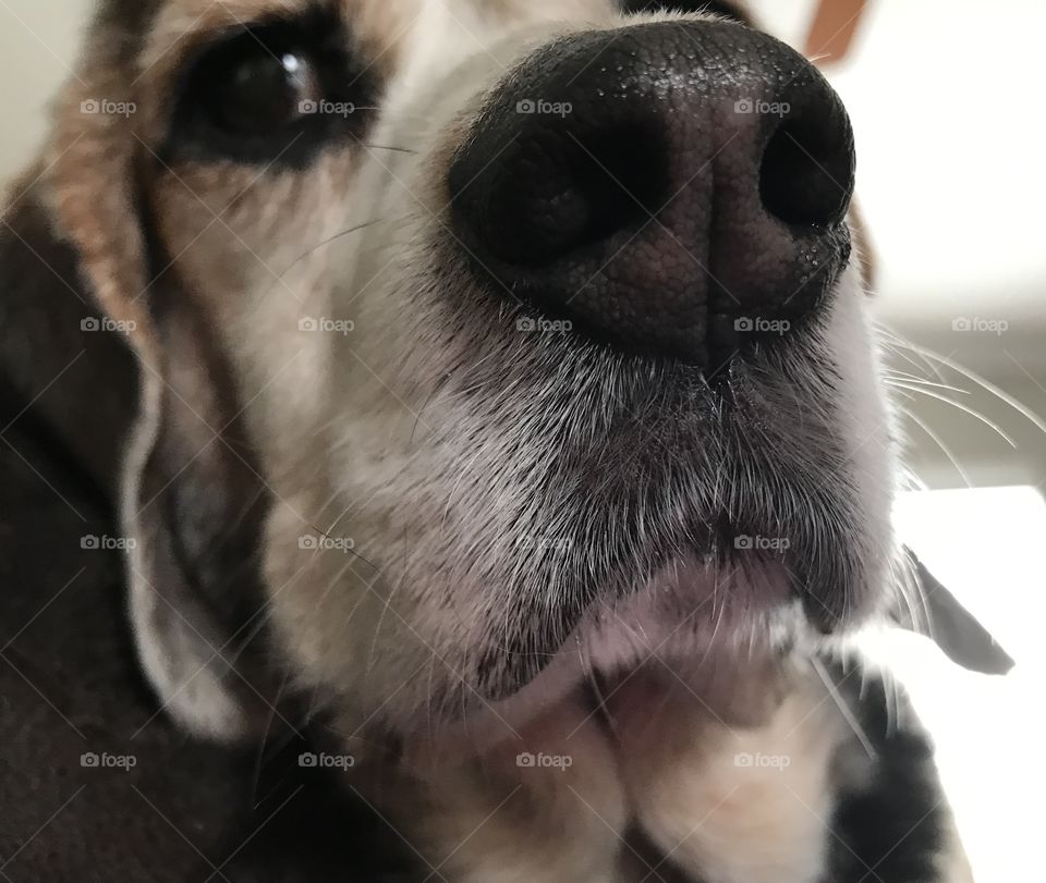 Beagle nose