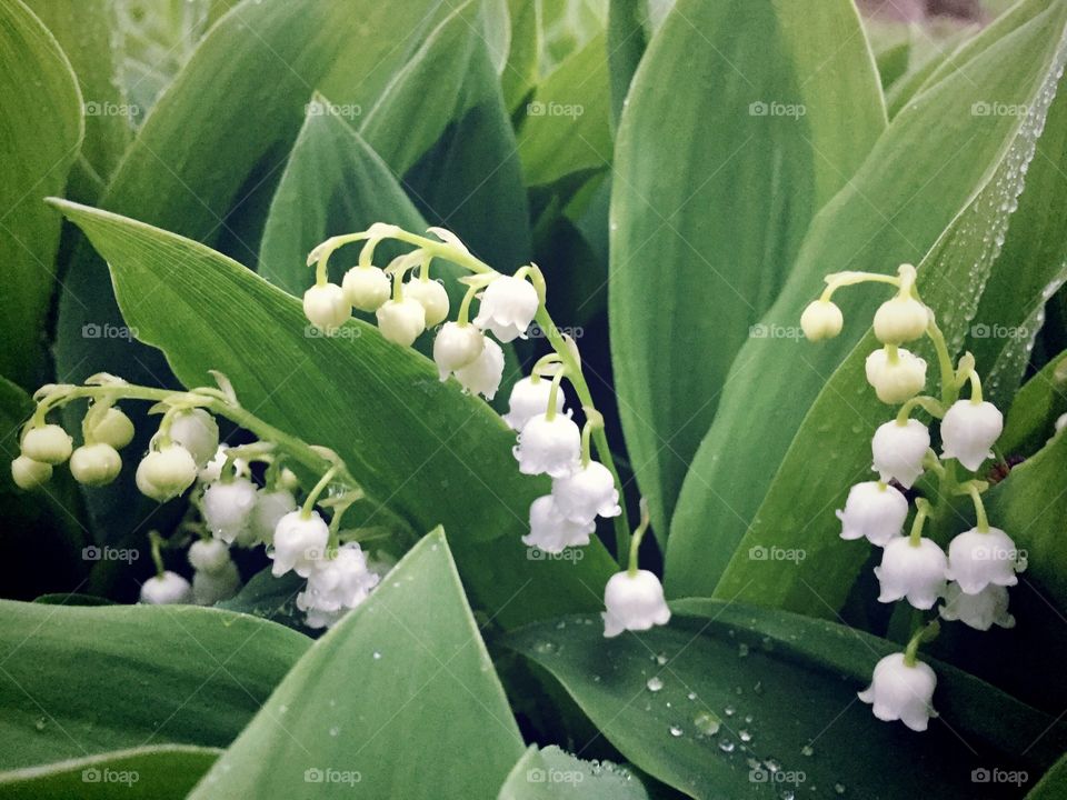 Lily of the Valley plants after a spring storm
