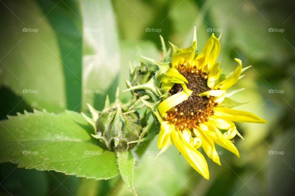 A sunflower blooming and an unopened  bud