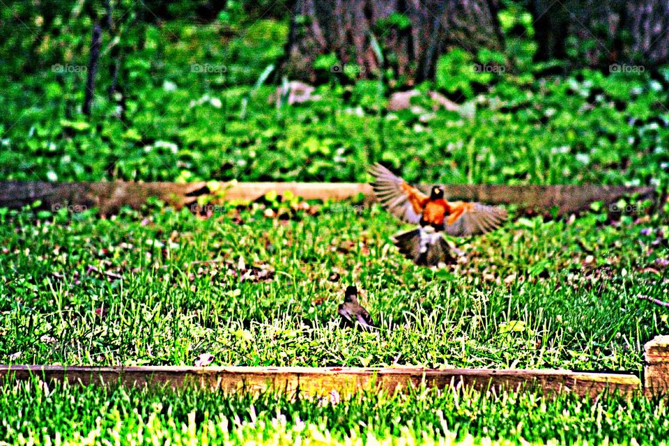 Robins defending territory 