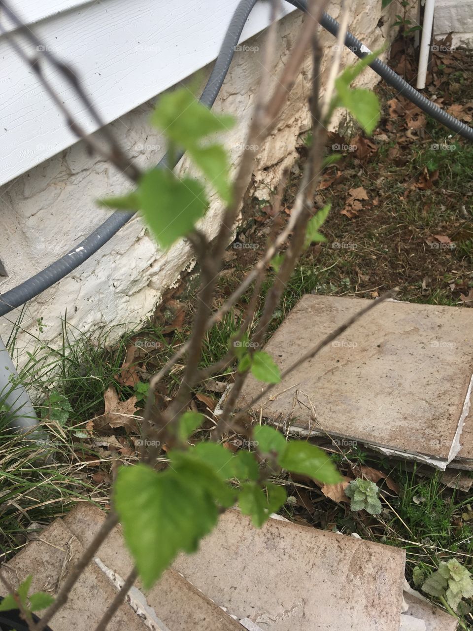 I need to find a place to plant my trumpet vine so it can grow big and happy for my hummingbirds.