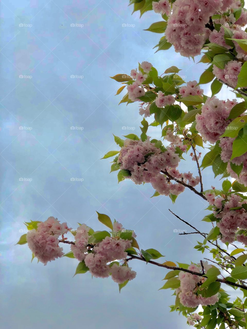 Blooming Beauty Bush with pink blossoms and green leaves on its branches, set against a pale blue sky background with clouds. Early summer.