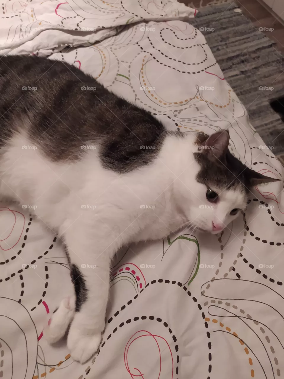my cat