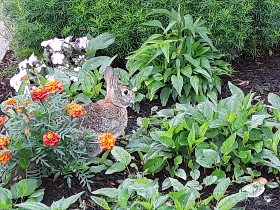 bunny in the garden