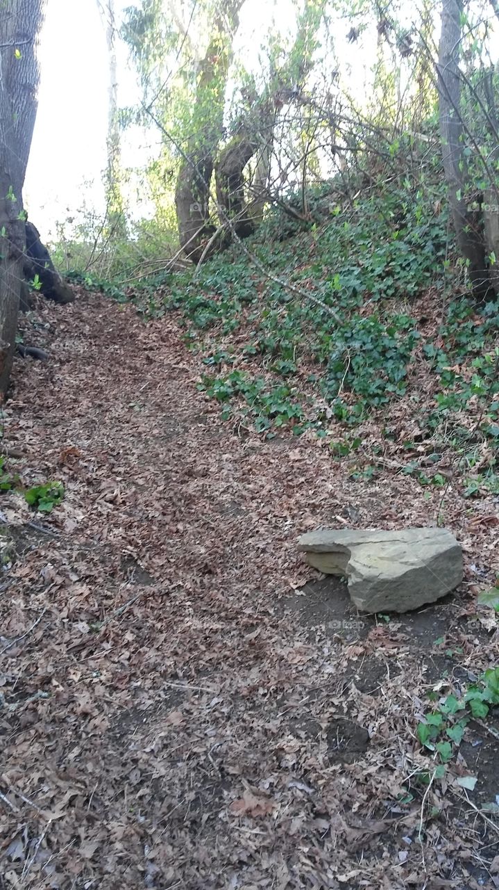 stone seat in forest