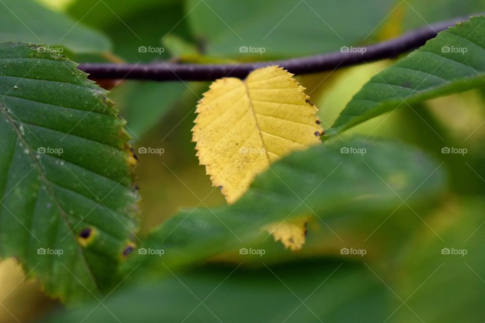 Enchanted forest: yellow leaf