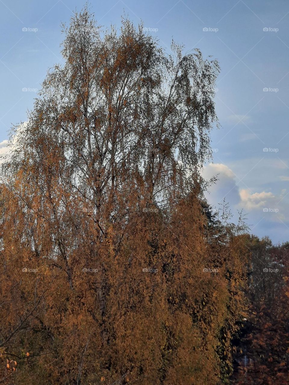 summer vs fall golden birch