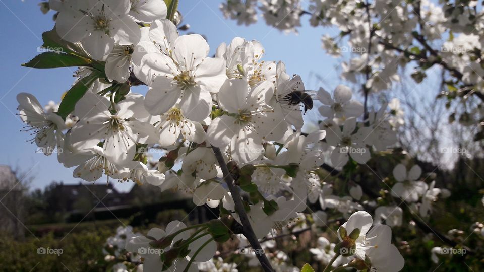 bee in a tree