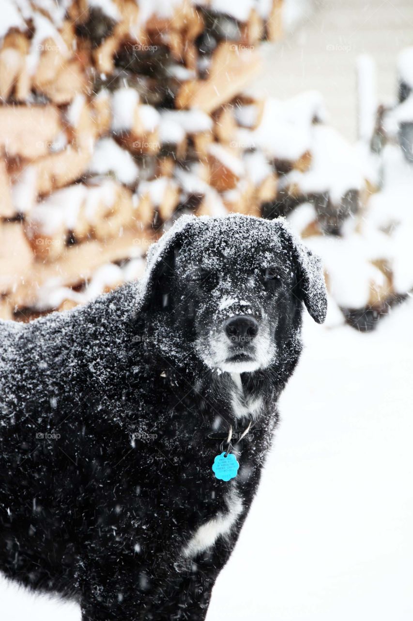 black dog blinking in snowstorm