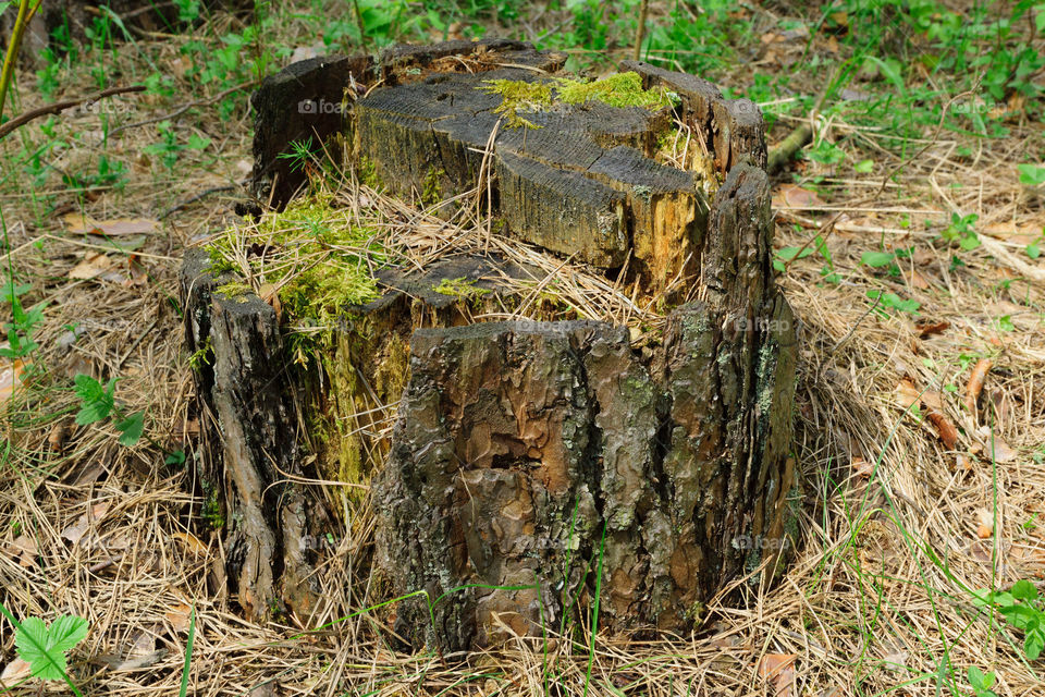 Stump