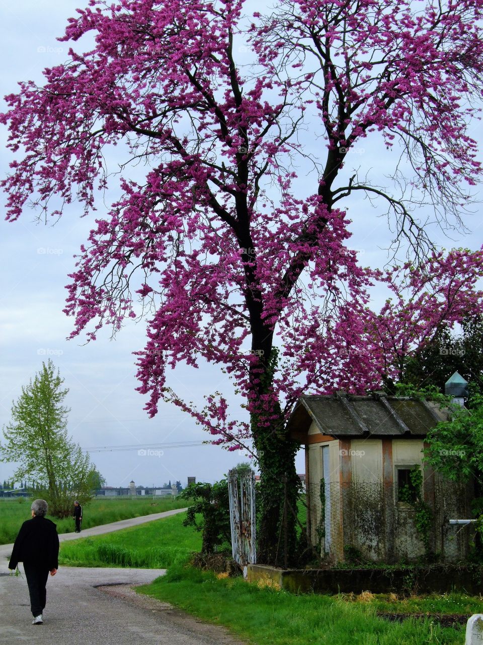 Flowered tree.