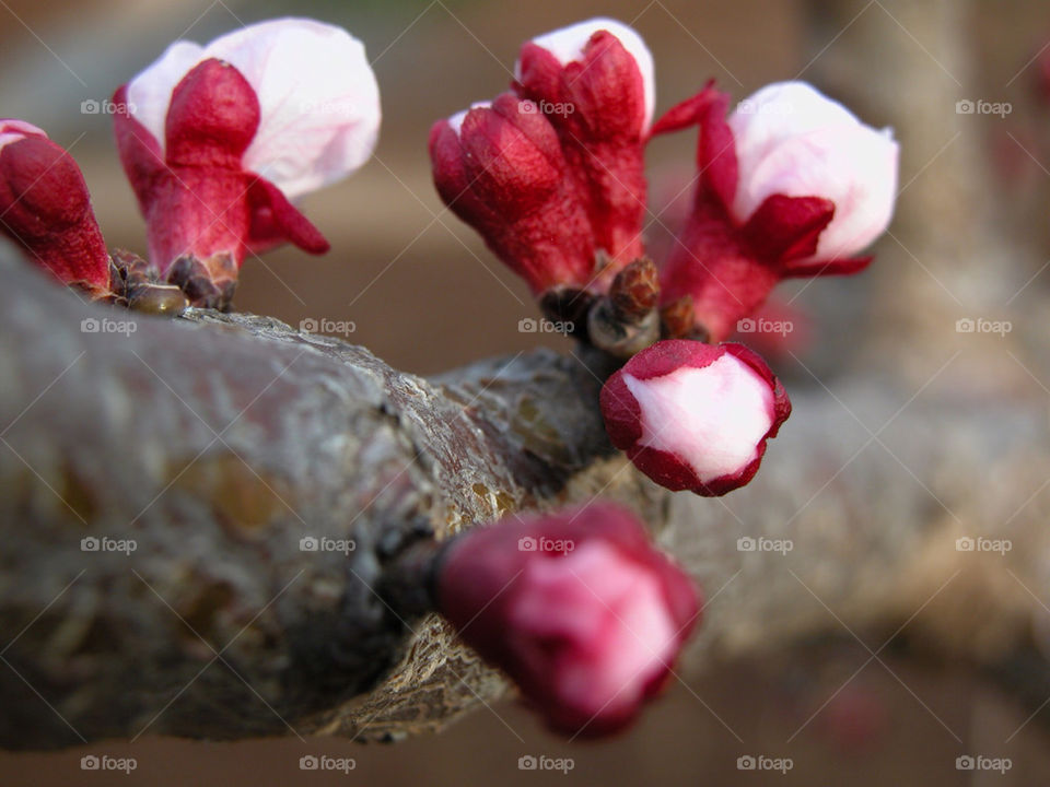 Lovely spring buds