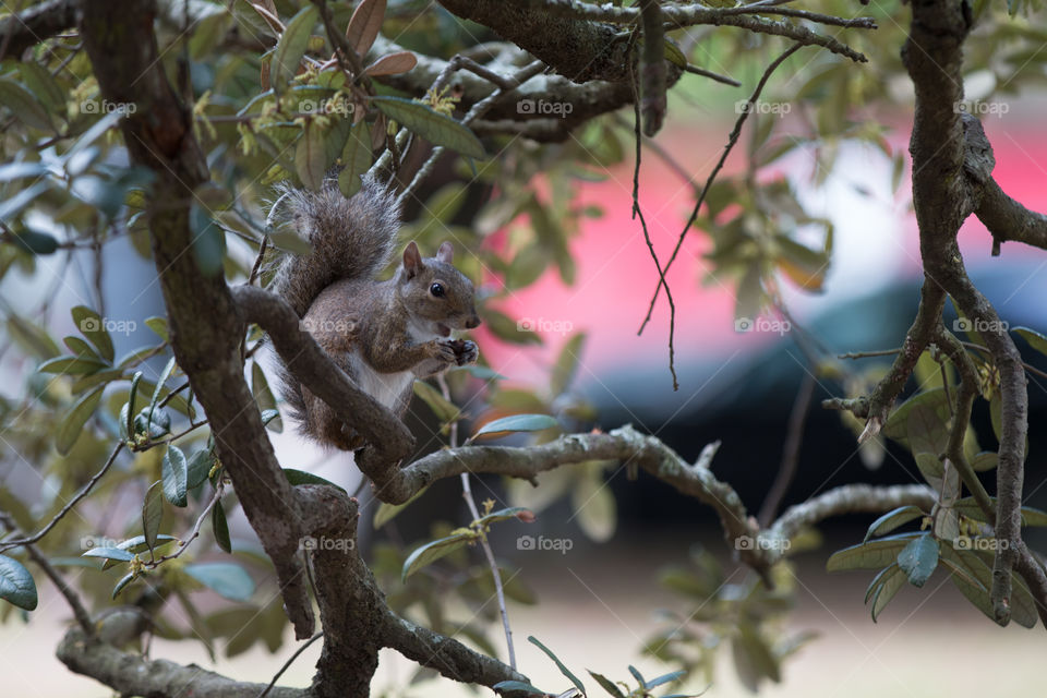 Squirrel on the tree