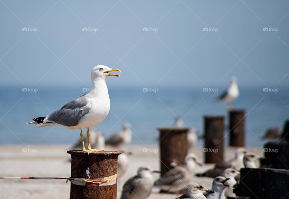 seagulls on the beach