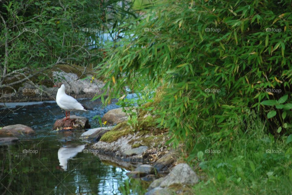 Bird by creek