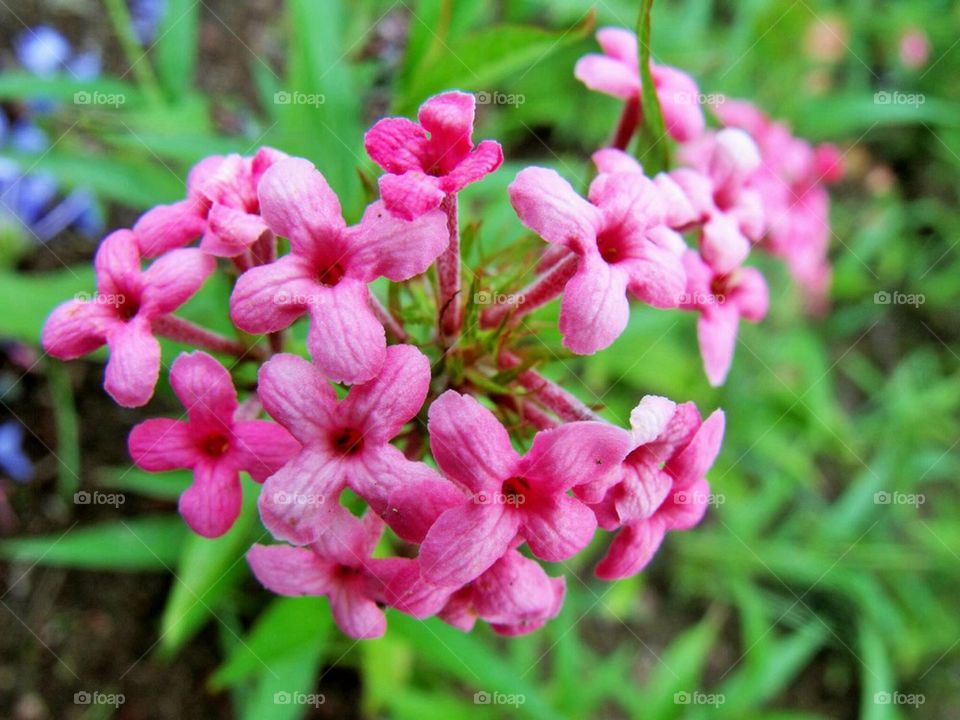 pink flowers