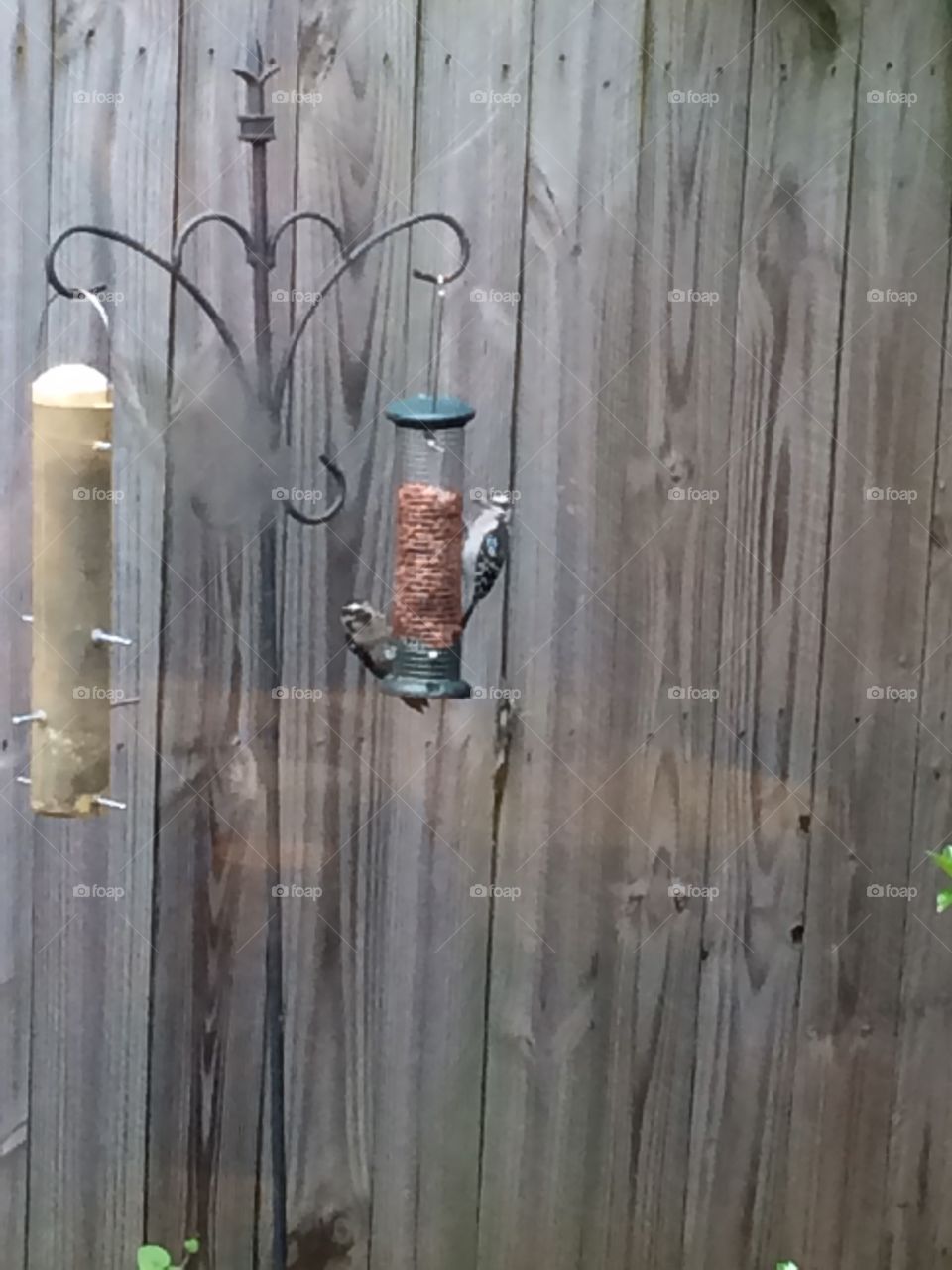 Downy woodpecker on feeder