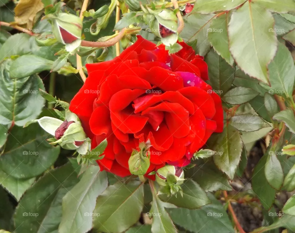 Red rose