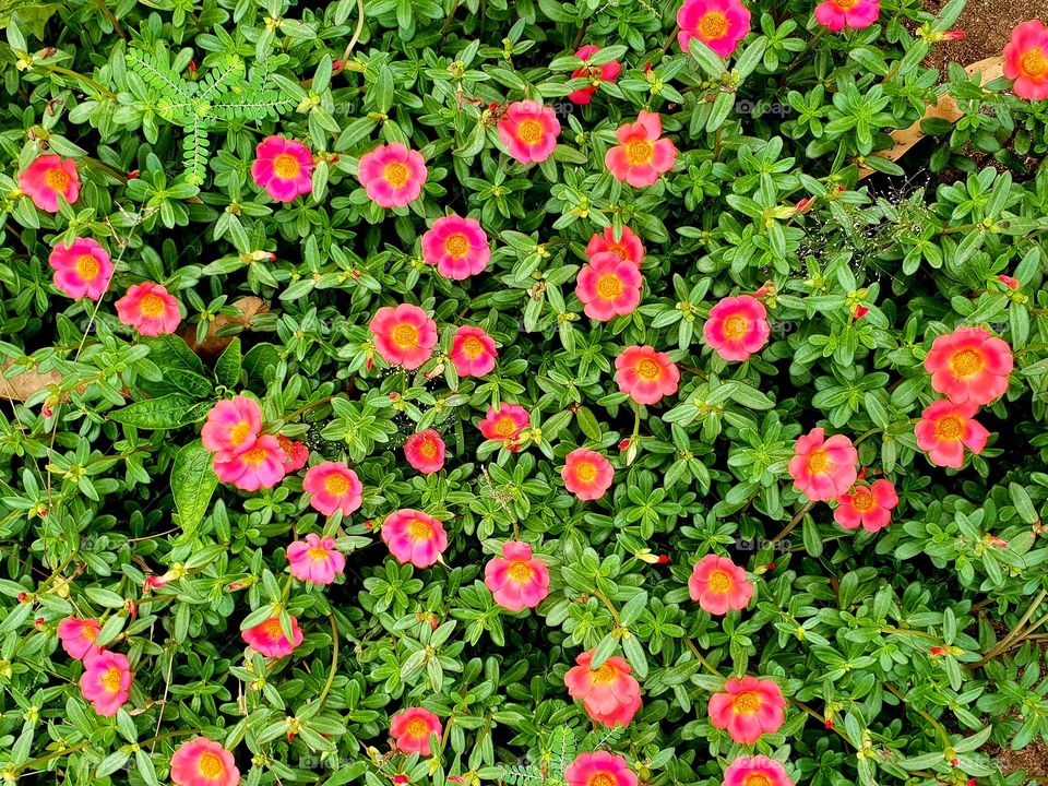 Beautiful flowering plants in the garden 