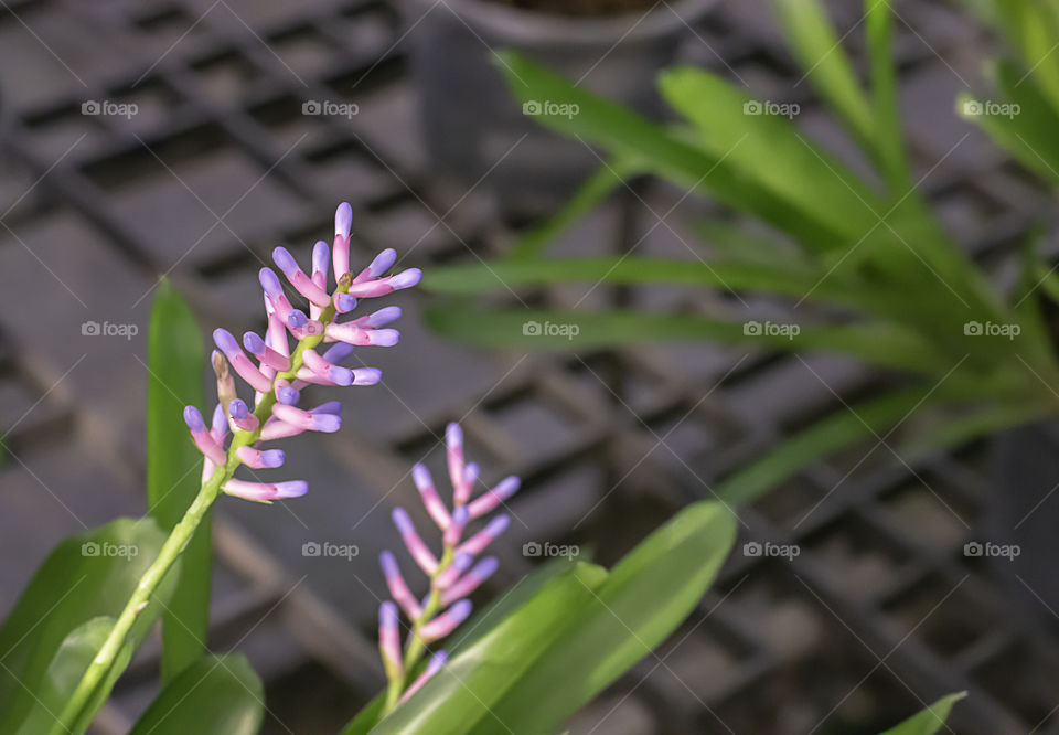 Beautiful purple and pink  flowers or Aechmea gamosepala Wittm. cv. Matchsticks. in garden.