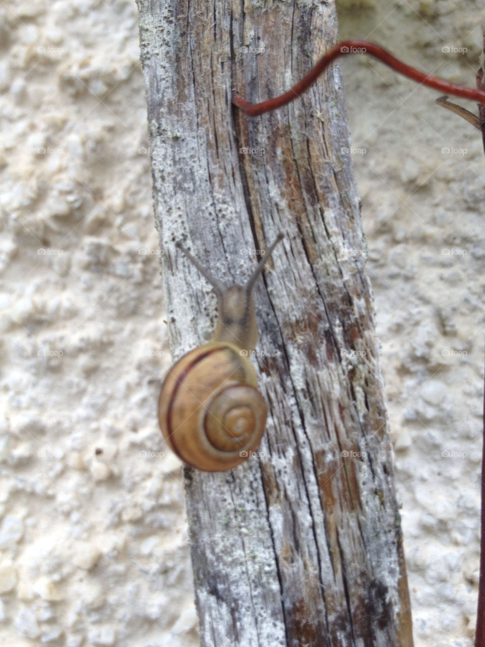 garden snail sweden by lollohenrik