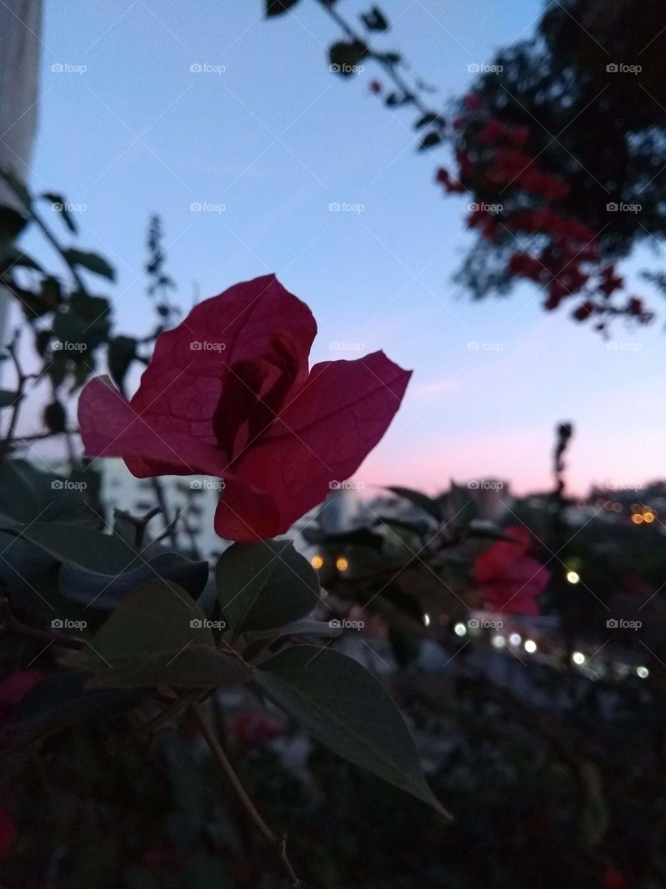 beautiful flower on the afternoon