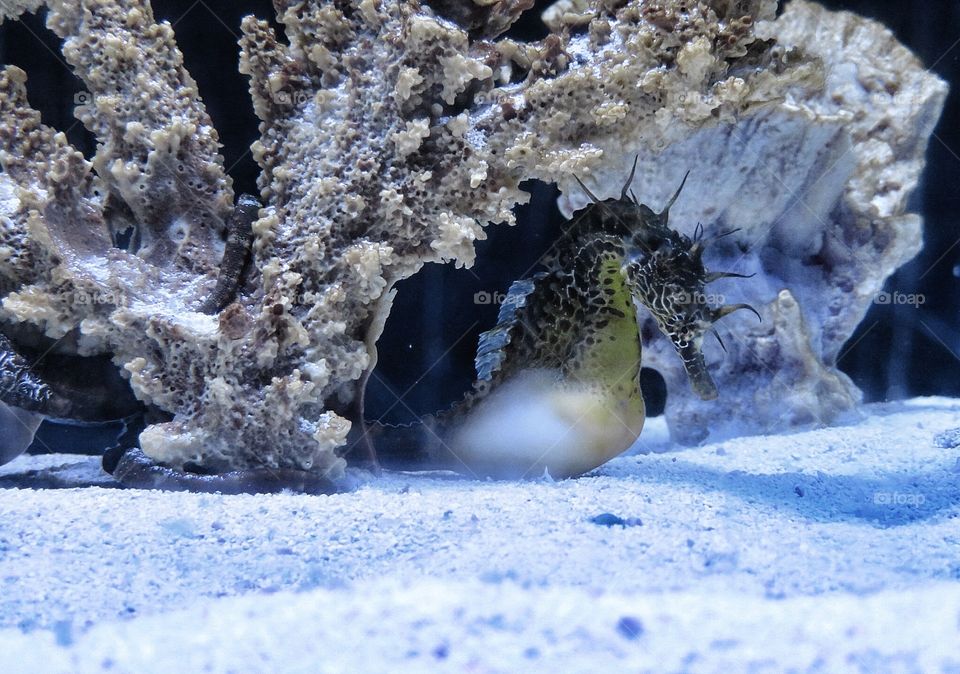 Sea horse Québec Aquarium 