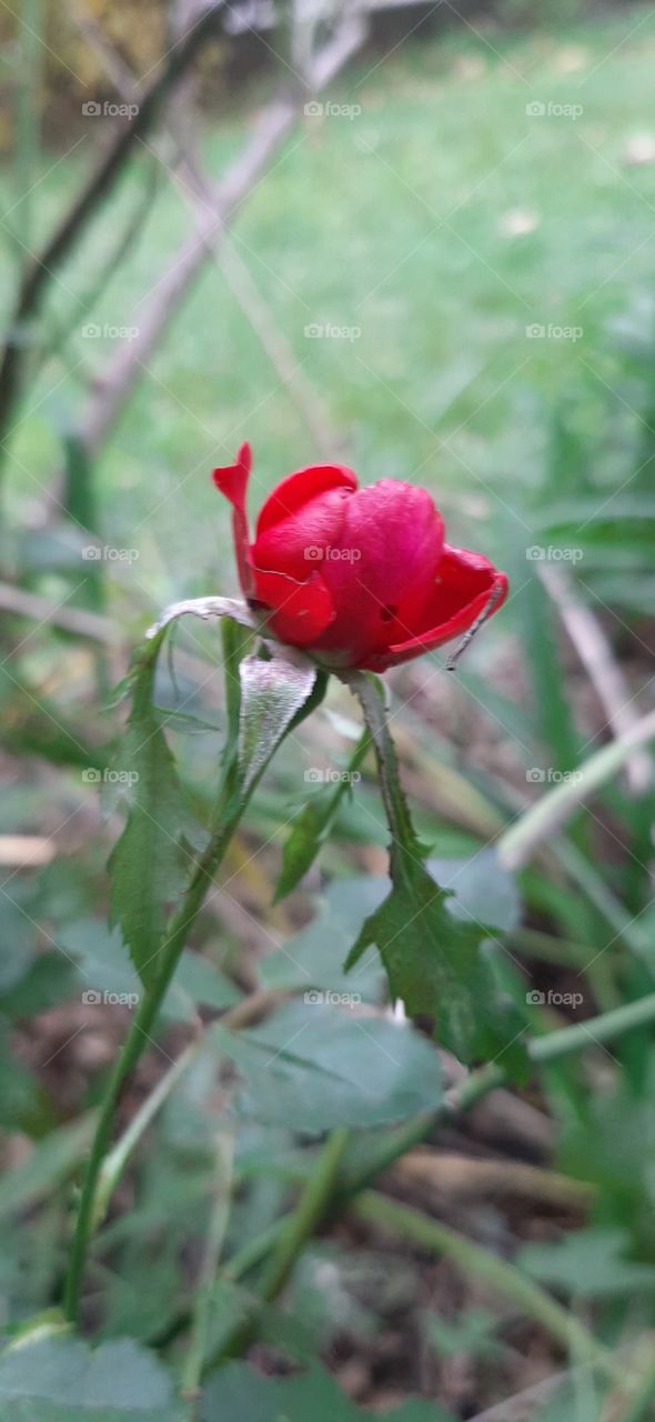 Nice red rose bud in autumn