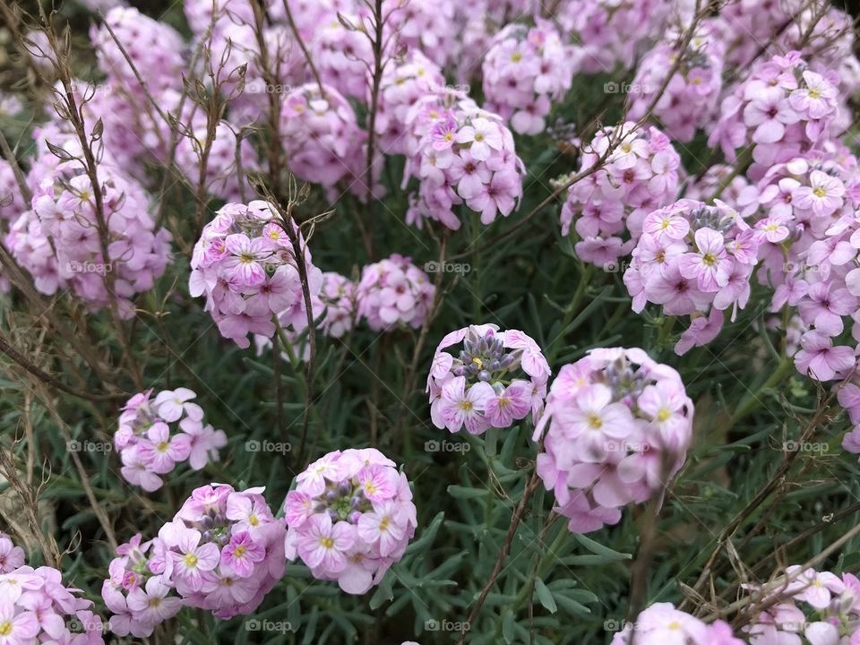 In the garden after the rain 