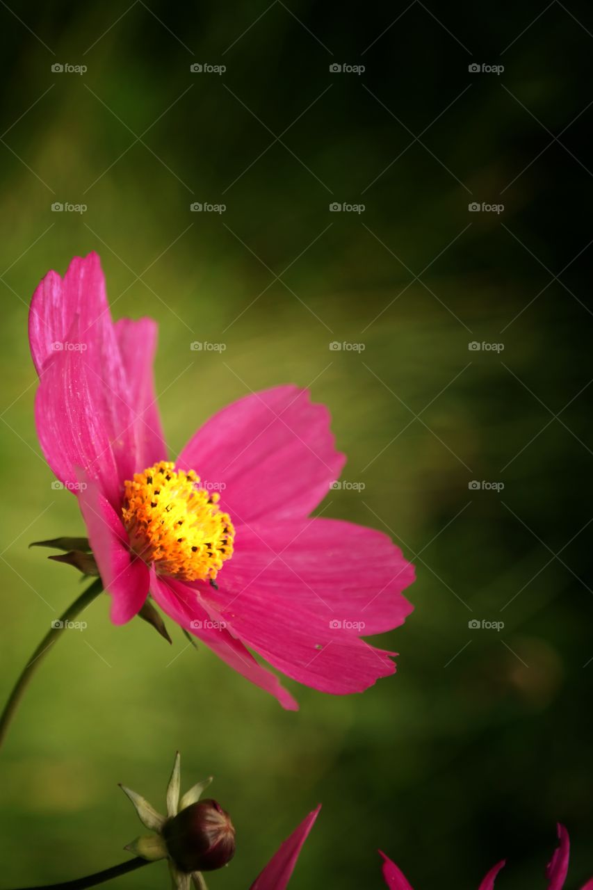 Close-up of pink flower