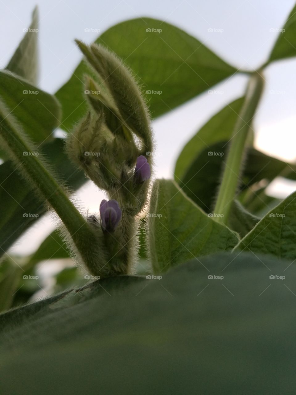 Leaf, No Person, Nature, Flora, Flower