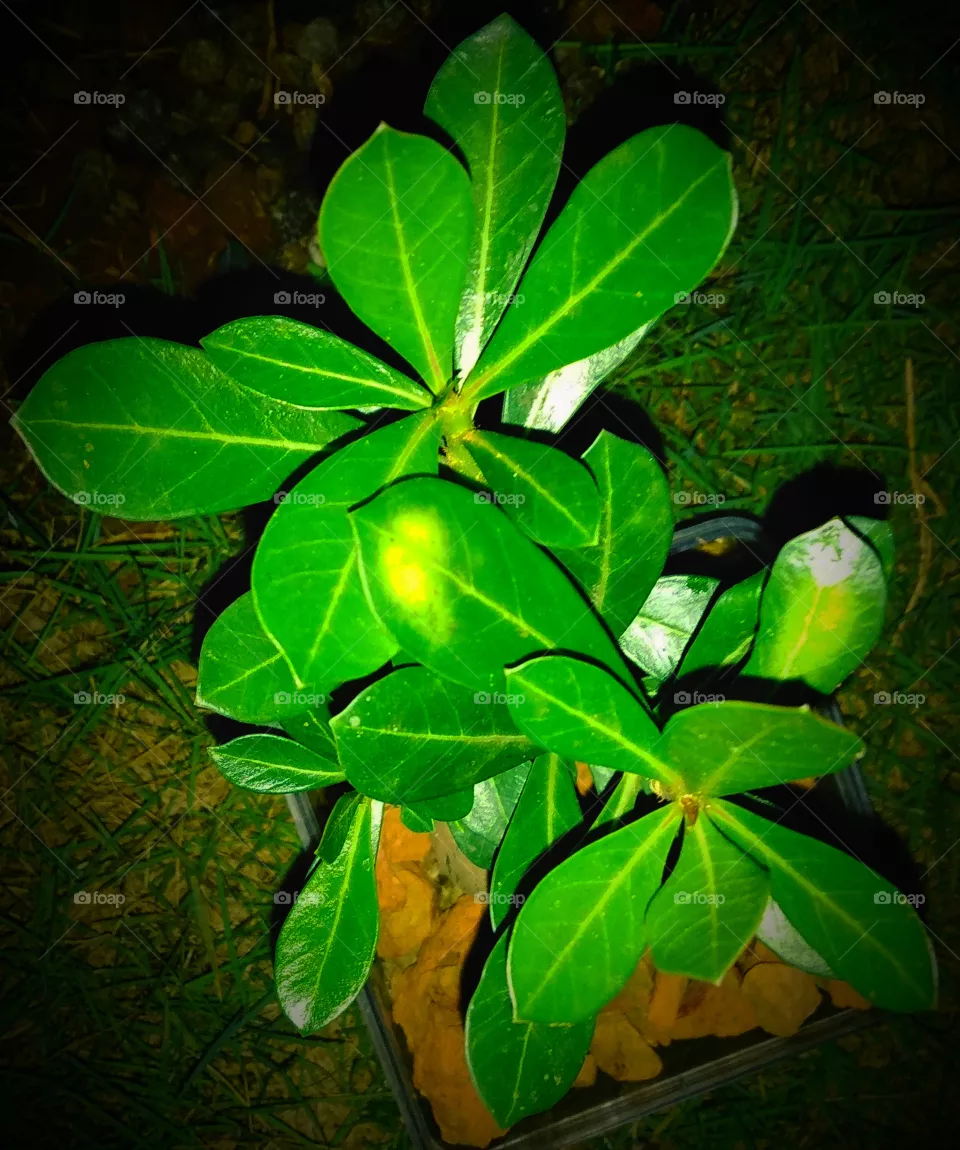 Green leaf