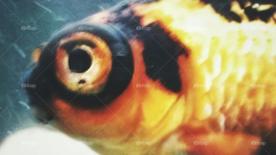 Giant Fish Eye