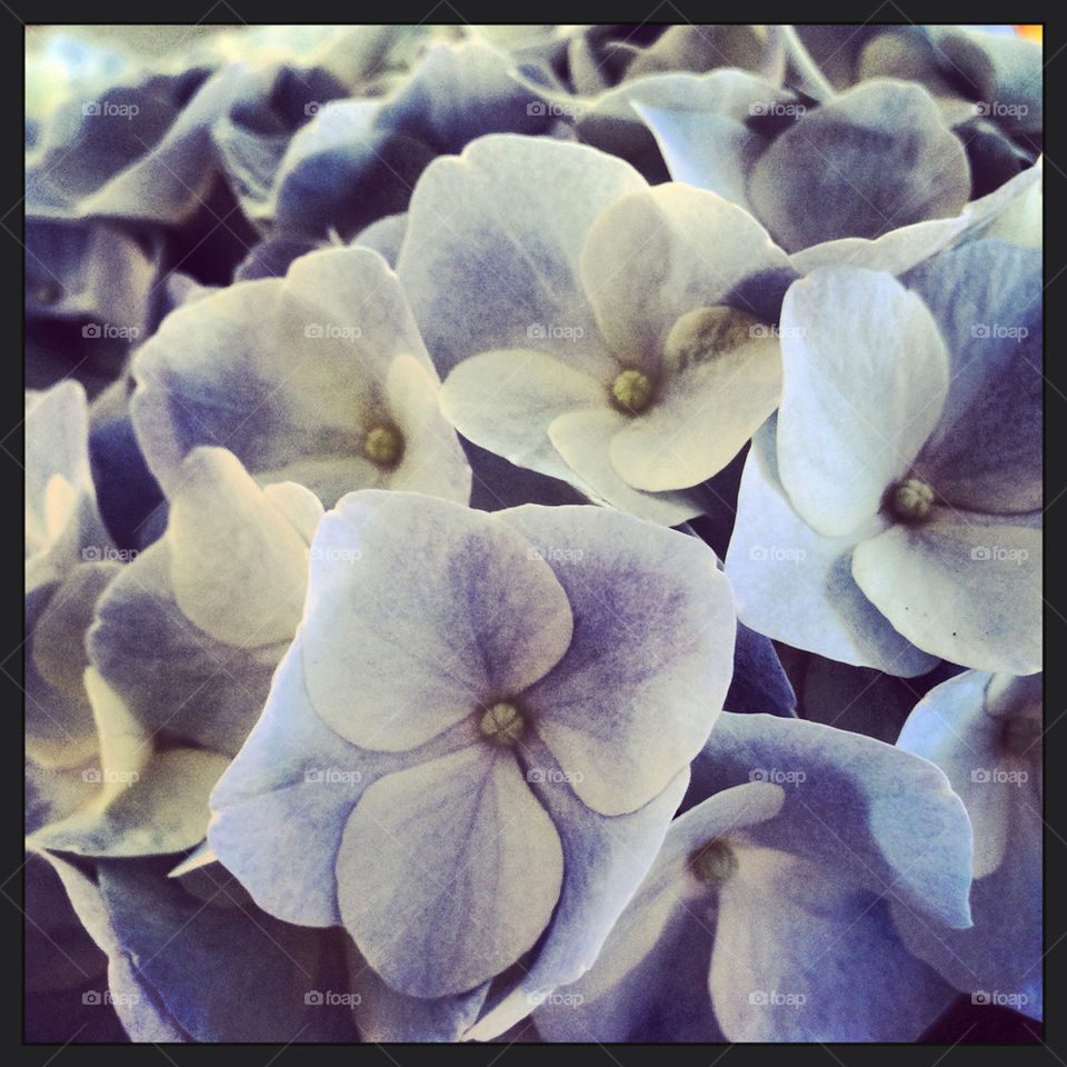 Close up of blue hortensia