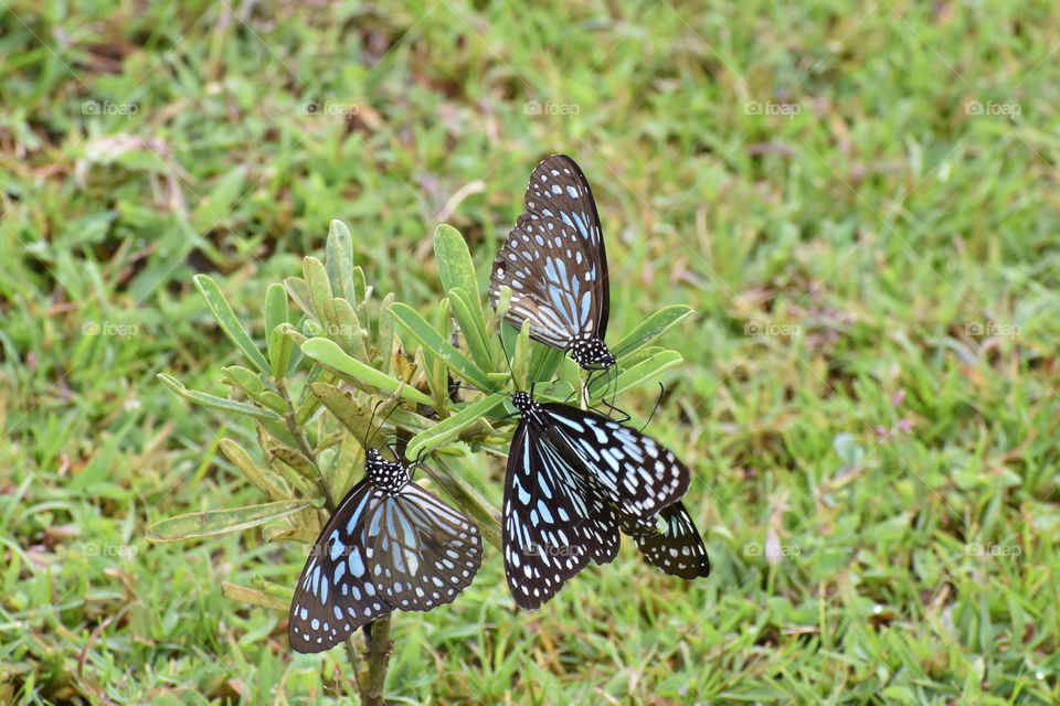 three butterflies