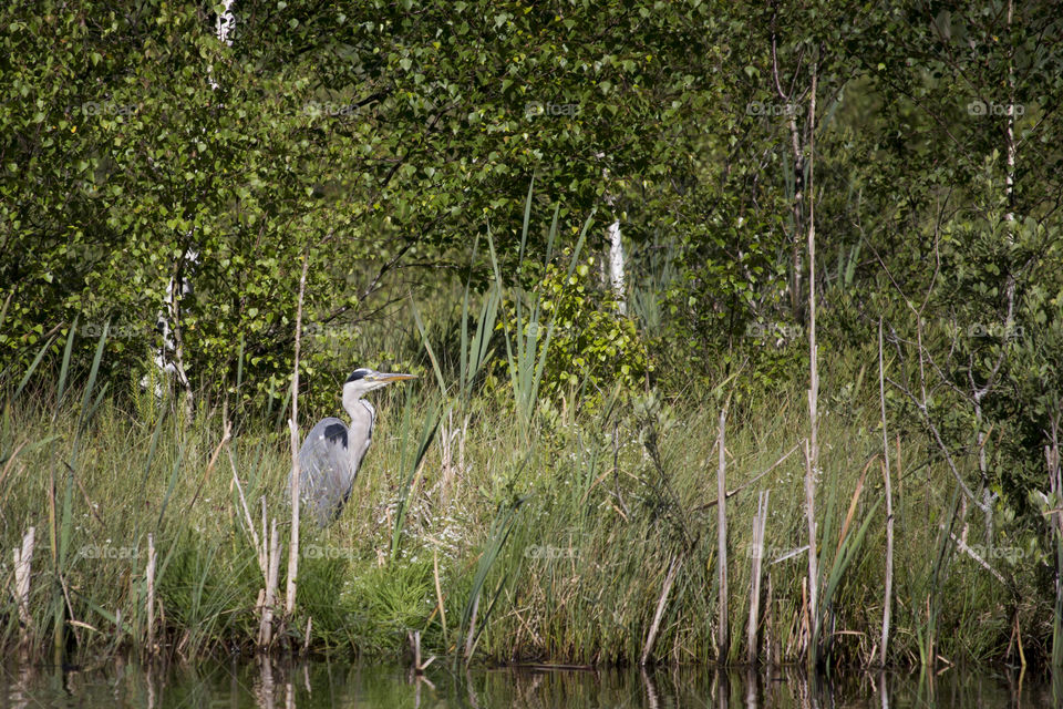 Heron by the lake - häger