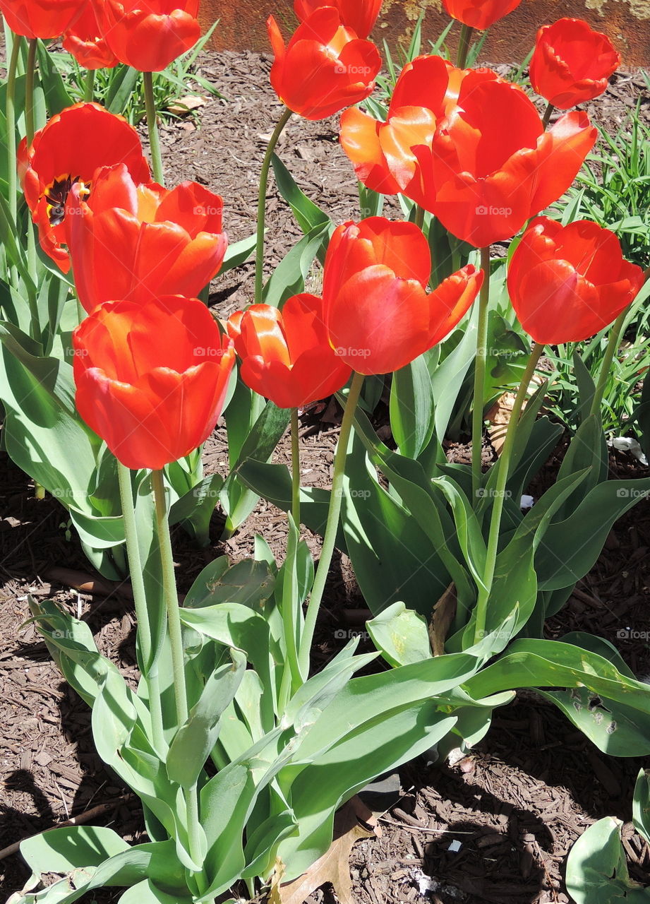 red tulips