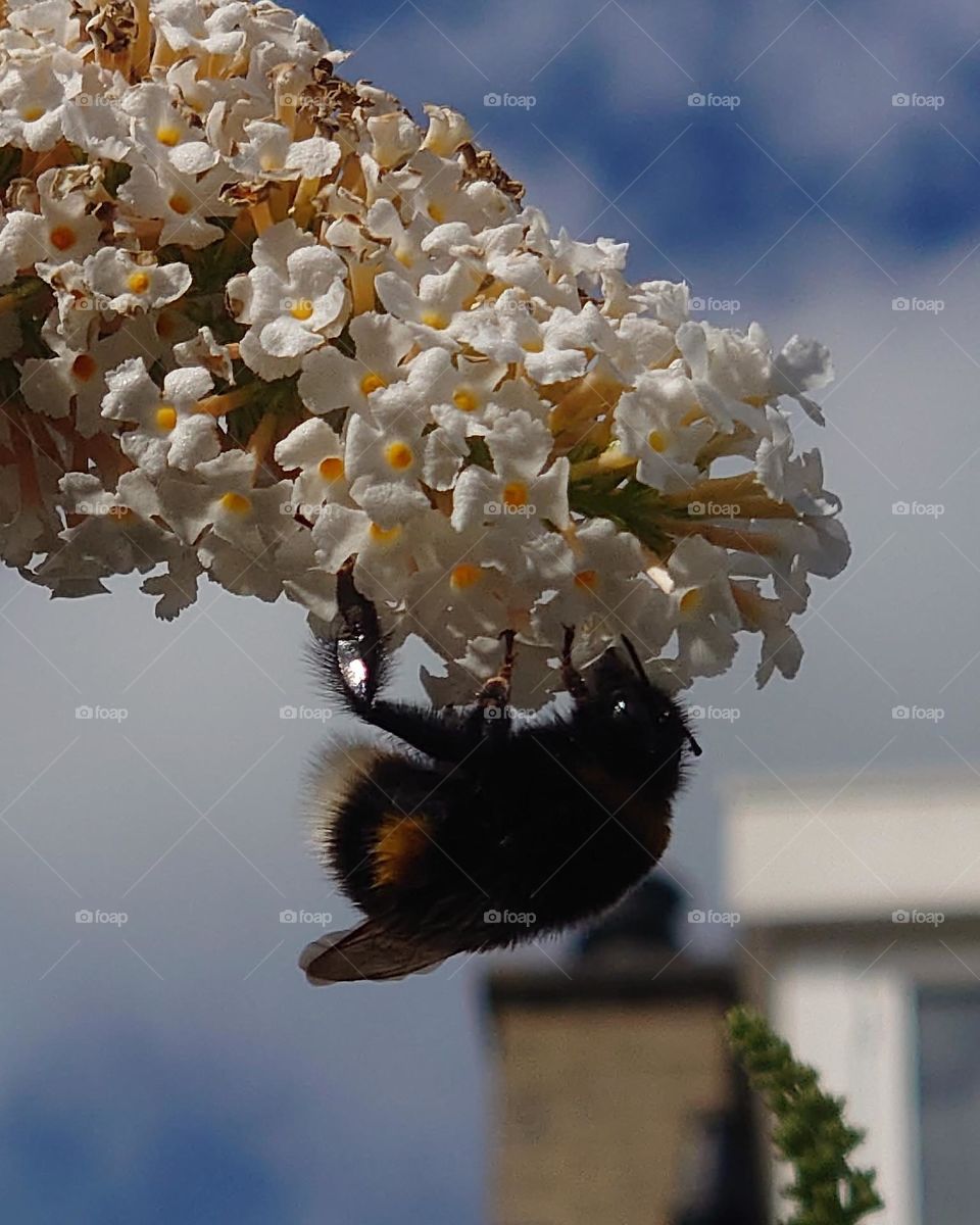 Bumblebee hanging in flower