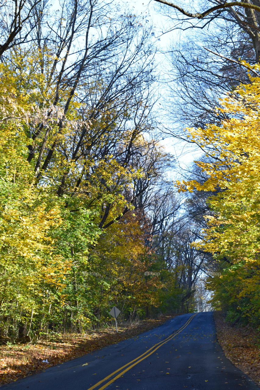 Road passing through forest at Pennsylvania