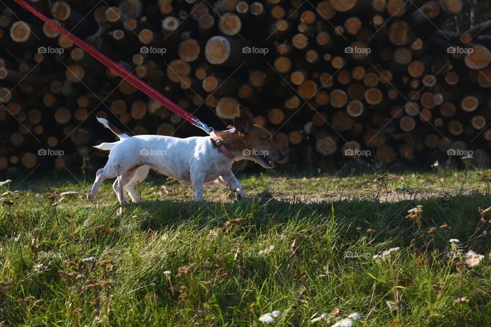 two dogs walking funny portrait