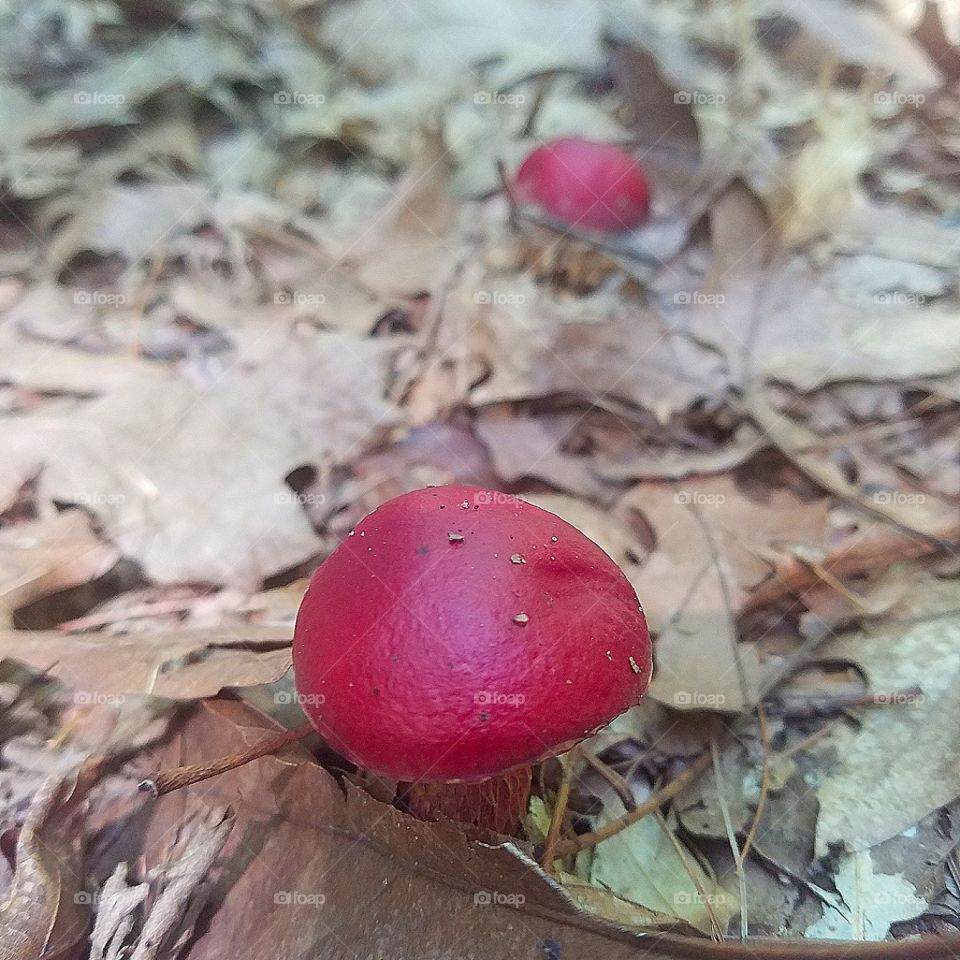Mushroom in Northwest Park, CT