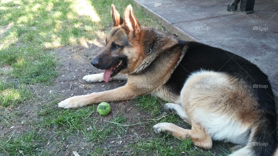Rocky chilling in the shade