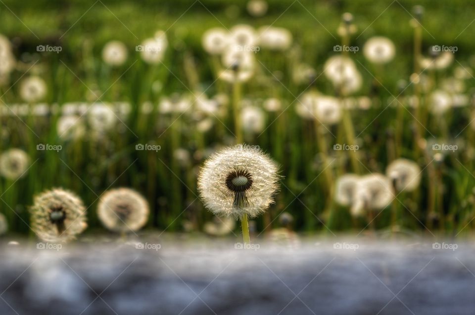 Grass, Field, Hayfield, Nature, Summer